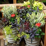 Seasonal Color Pots - Landscape Architects in Seattle