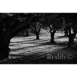Realife Photography - Other in Kennewick