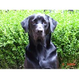 Natural Pet NW - Pet Stores in Vancouver