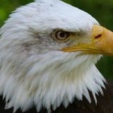 Fraternal Order of Eagles - Other in Issaquah