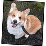 Walking Paws - Pet Services in Seattle