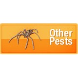 Action Pest Control Inc - Pest Control in Olympia