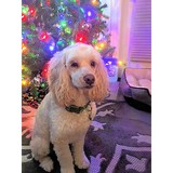 Whispering Winds Labradoodles - Other in Bellingham