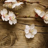 Healing Hands Therapeutic Massage - Business Consulting in Milwaukee