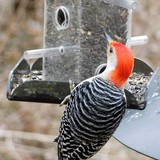 Peter's Feeders - Other in Cameron
