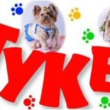 Tiny Tykes Puppies - Pet Stores in Milwaukee