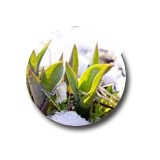 Capital Turf Lawn Care - Lawn Services in Madison