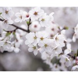 First Choice Tree Care Inc - Other in Junction City