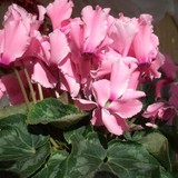 Blossoms And Bows Ltd - Other in Mosinee