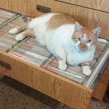 Layton Animal Hospital - Animal Hospitals in Milwaukee