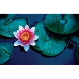 Lotus Salon - Other in Stoughton