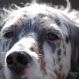 Lake Country Dog LLC - Other in Oconomowoc