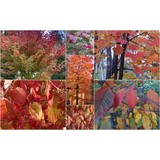 Goodland Tree Works Inc - Tree Services in Madison