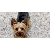 For Love of Dogs - Pet Services in Waterford