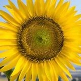 Flowers By Walter - Other in Racine
