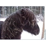 United States Icelandic Horse Congress Inc - Other in Oconomowoc