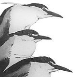 Waterbird Society - Other in La Crosse
