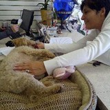 Pet Apothecary - Pet Stores in Milwaukee