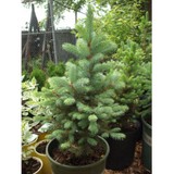 Gardening Adventures-From the Ground Up - Other in Verona