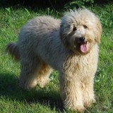Countryside Doodles LLC - Other in Berkeley Springs
