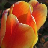Twilight Candle Shop - Other in Berkeley Springs
