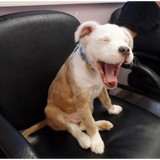 Humane Society of Parkersburg - Other in Parkersburg