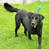 Humane Society-Raleigh Cnty - Other in Beckley