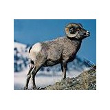 Big Horn Quilts - Other in Greybull