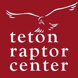 Teton Raptor Center - Other in Wilson