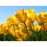 Beauty Garden Landscaping - Landscaping in Oakland