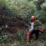 Oakland Hills Brush Clearing - Landscape Architects in Oakland