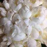 LA Fleur By Tracy - Florists in Los Angeles