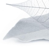 Bay Tree Design Inc - Architects in Berkeley
