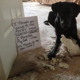 Advantage Carpet Care - Carpet Cleaning in Richmond