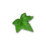 Ivyboost Education - Educational Consultants in Fremont