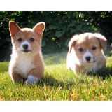 Shampooches - Pet Groomers in San Ramon