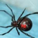Central Valley Pest Service - Pest Control in Clovis