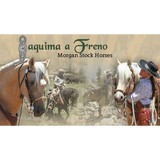 Jaf Morgan Stock Horses - Other in Sanger