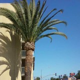 Cisneros Tree Service - Tree Services in Los Angeles