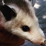 All City Animal Trapping - Pest Control in Los Angeles