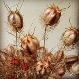 Shift Acupuncture - Acupuncture in Oakland