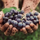 Wildhurst Vineyards - Other in Kelseyville