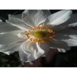 Fowler Hoffman - Business Consulting in Richmond