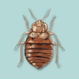 Bed Bugs all Gone - Other in Castro Valley