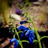 Bountiful Botanicals By Lara - Landscape Architects in Oakland