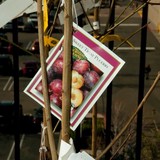 Dave Wilson Nursery - Other in Reedley