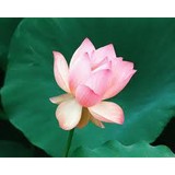 Wat Buddhadhammadharo - Other in Concord