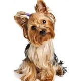 Happy Dog Spa - Mobile Grooming - Pet Groomers in Oakland