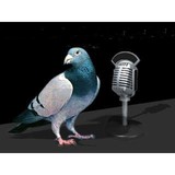 Pigeon Radio - Other in Oakley