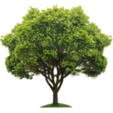 California Aborist CO - Landscape Architects in Whittier
